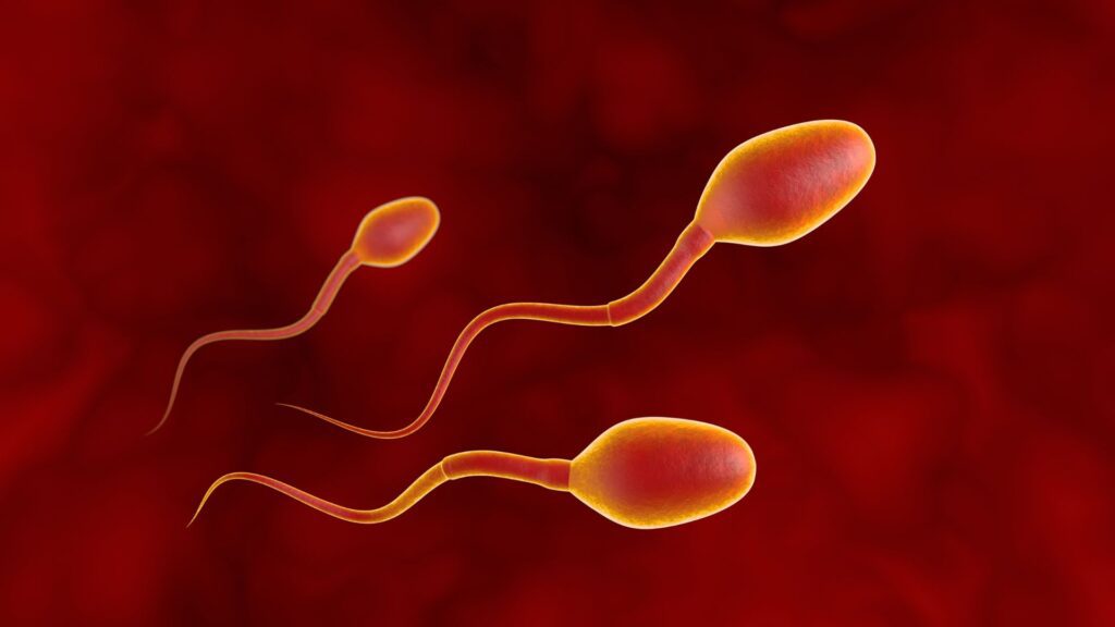 sperm count